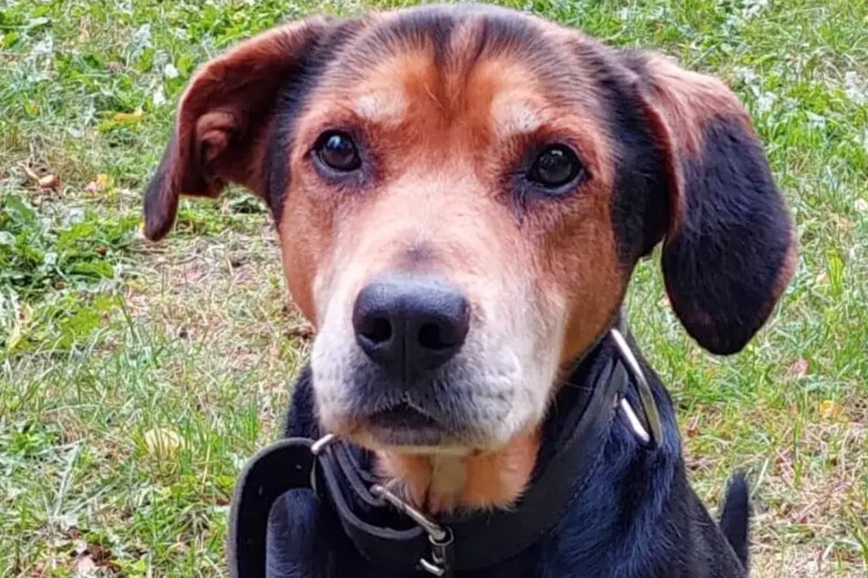Max wird im September schon 15 Jahre alt.