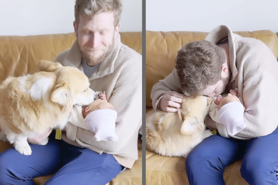 Corgi Maxine likes her new human, as a now viral video shows.