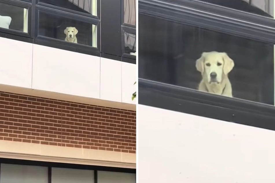 Golden Retriever stares sadly out of the window for this doggone reason