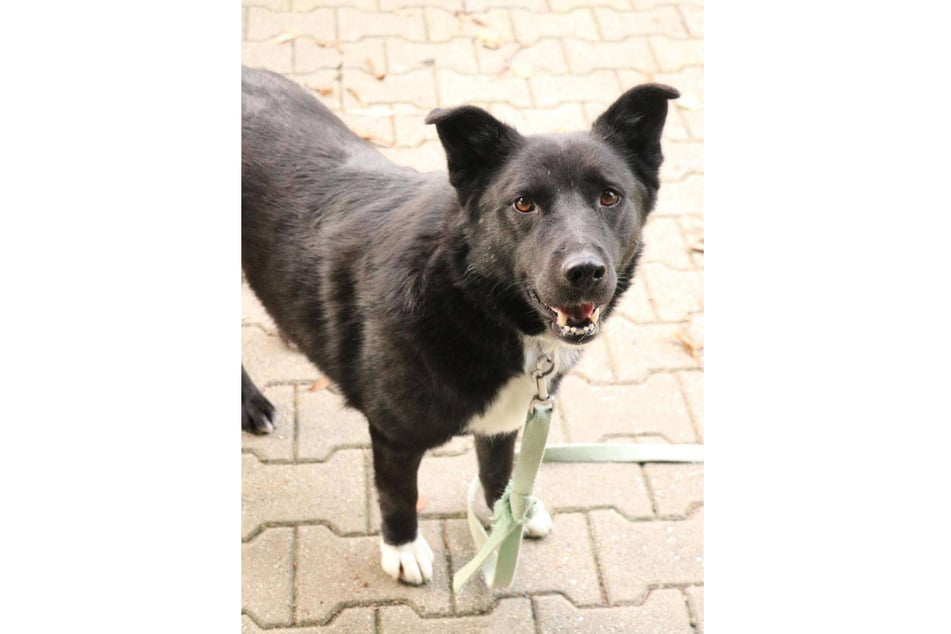 Hündin Luska kommt ursprünglich aus einem Tierheim in Polen, wo sie oft übersehen wurde.