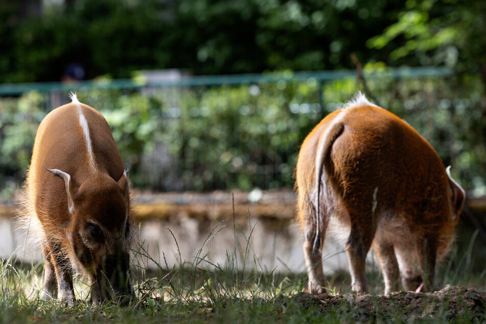Die Pinselohrschweine im Frankfurter Zoo bekamen ein wohltuendes Schlammbad spendiert.