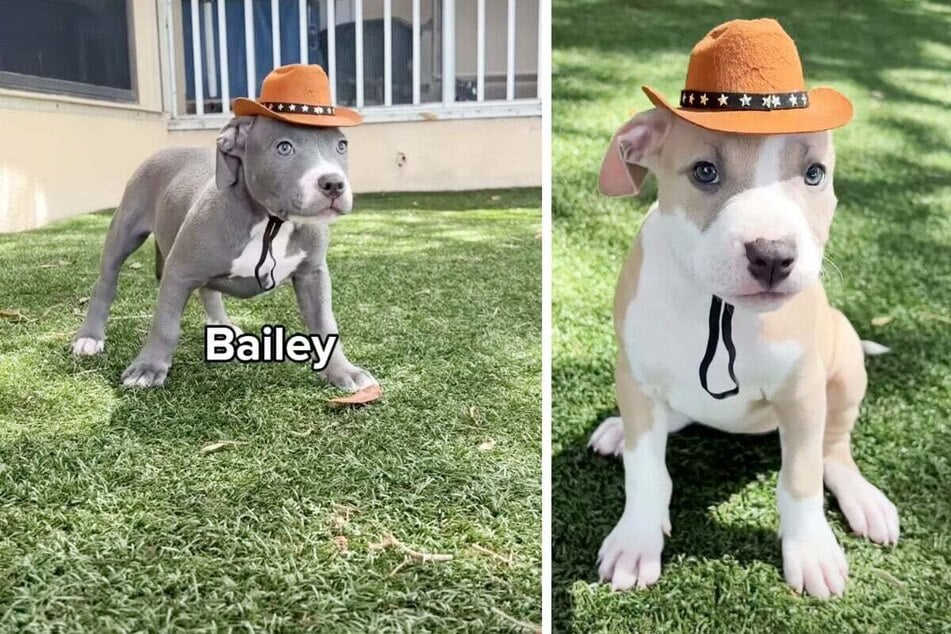 Dog shelter comes up with the cutest idea to help pitbull puppies find a home: "Put them in cowboy hats!"