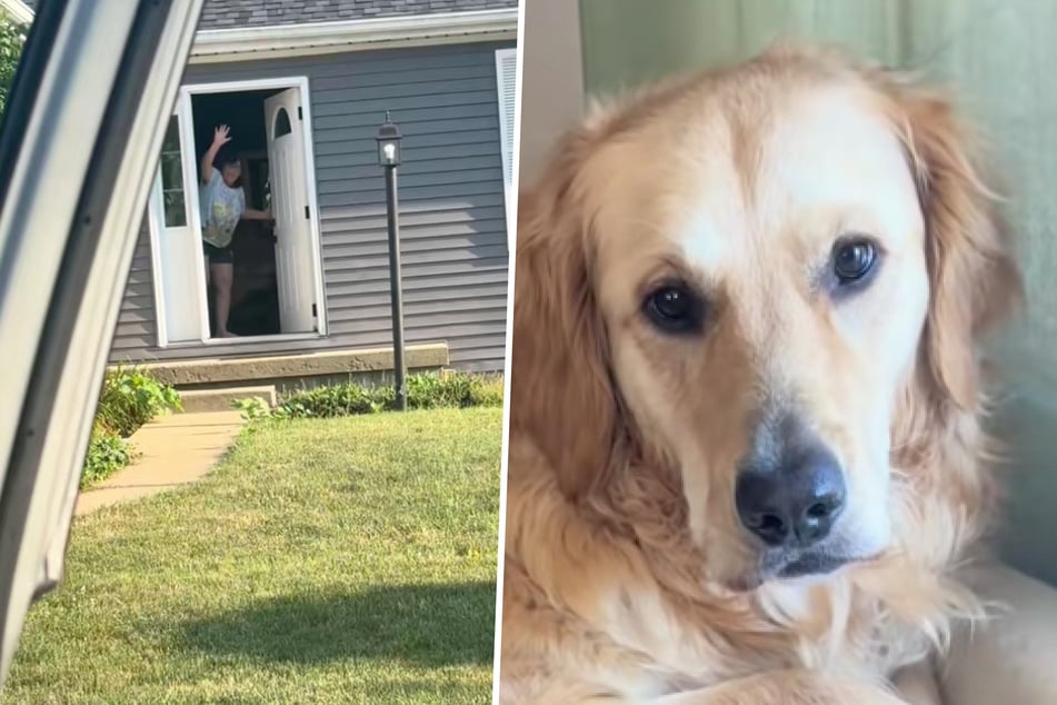 El dueño deja a su Golden Retriever con la madre de su novia durante varias horas: La reacción lo dice todo