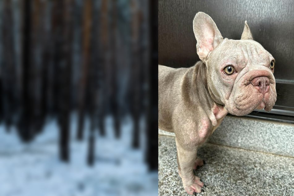 Zitternd, in einer Hütte: Kleine Bulldogge allein im Wald zurückgelassen