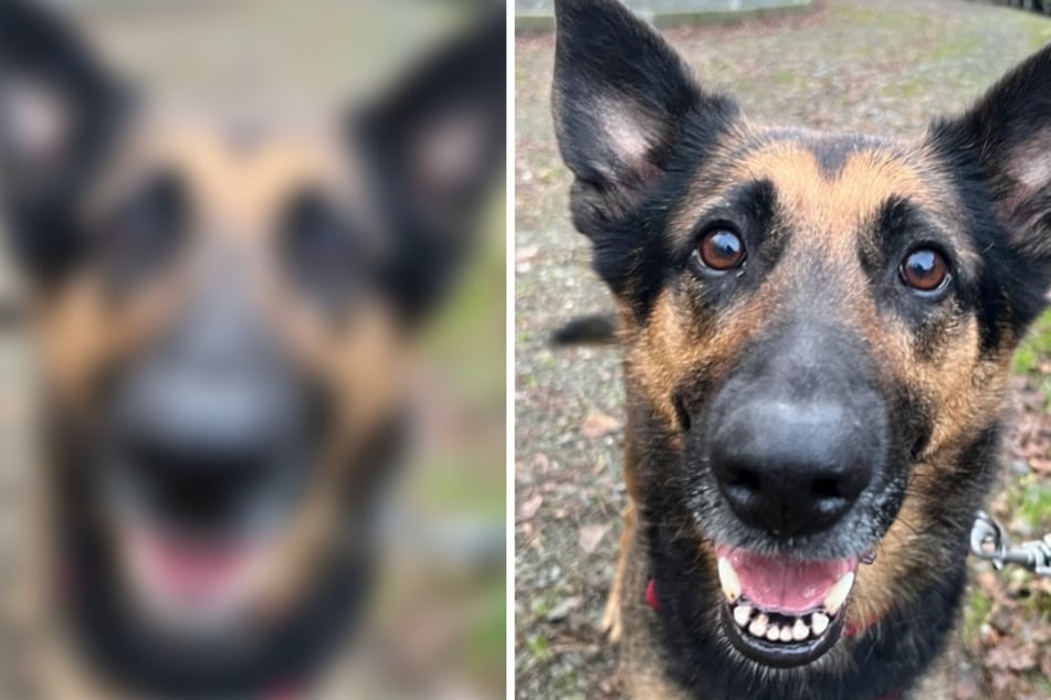 Hund Mira sucht Herzensmenschen: Wer kann diesem zuckersüßen Lächeln widerstehen?