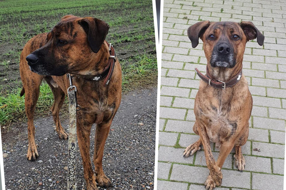 Max ist auf der Suche nach einem neuen Zuhause, nachdem ihn sein früheres Herrchen im Tierheim Delitzsch abgegeben hat.