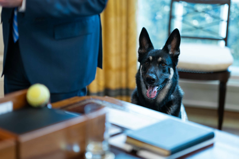 Long accustomed to the quiet life in Delaware, Joe Biden's German shepherd Major is having difficulties adjusting to his new home.