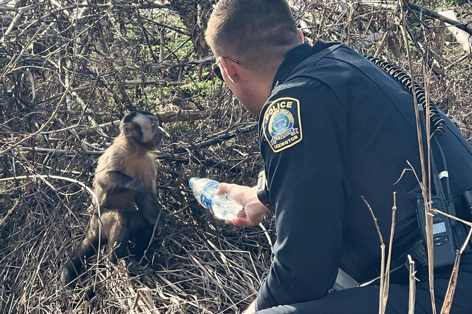 A local policeman lured monkey Max out of the bushes with a water bottle, after little guy has been missing for two days.