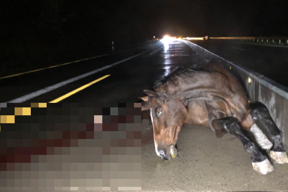 Ein ausgerissenes Pferd liegt auf der Autobahn.