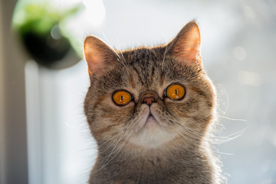 The exotic shorthair is a strange and rather dumb cat.