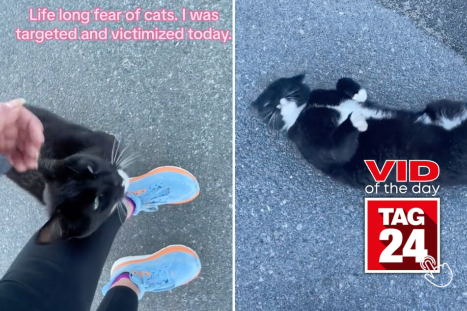 viral videos: Viral Video of the Day for April 10, 2024: Girl's lifelong fear of cats gets even worse: "It bit me!"