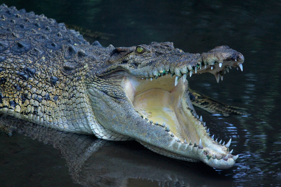 Ein Krokodil attackierte einen Mann, als dieser in einem Fluss baden wollte. (Symbolbild)