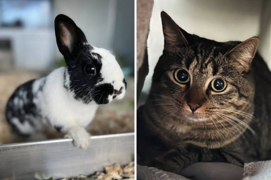 Ein Zwergkaninchen ist im Treptower Park umhergeirrt und zwei Katzen sind in Pappkisten entsorgt worden.