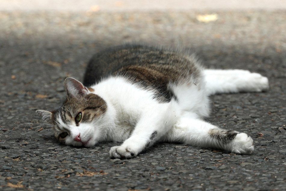 Dürfen die Katzen in Walldorf wirklich nicht mehr raus? Der Tierschutzverein will sich juristisch wehren. (Symbolbild)