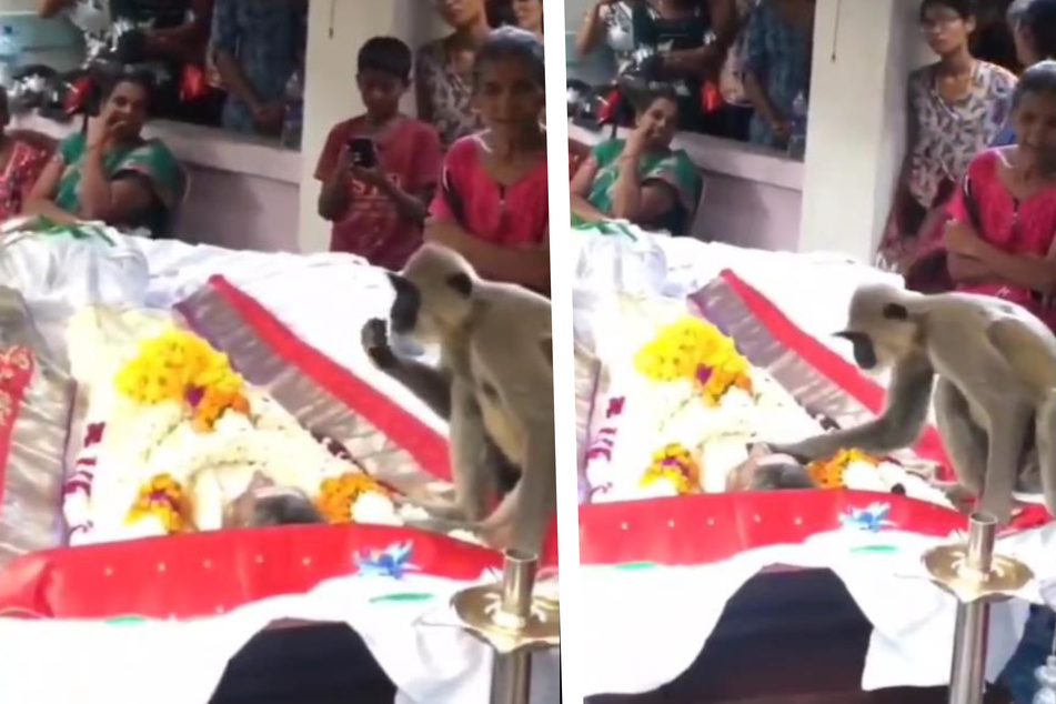 Was ein Affe auf der Beerdigung seines Besitzers tut, rührt das Internet