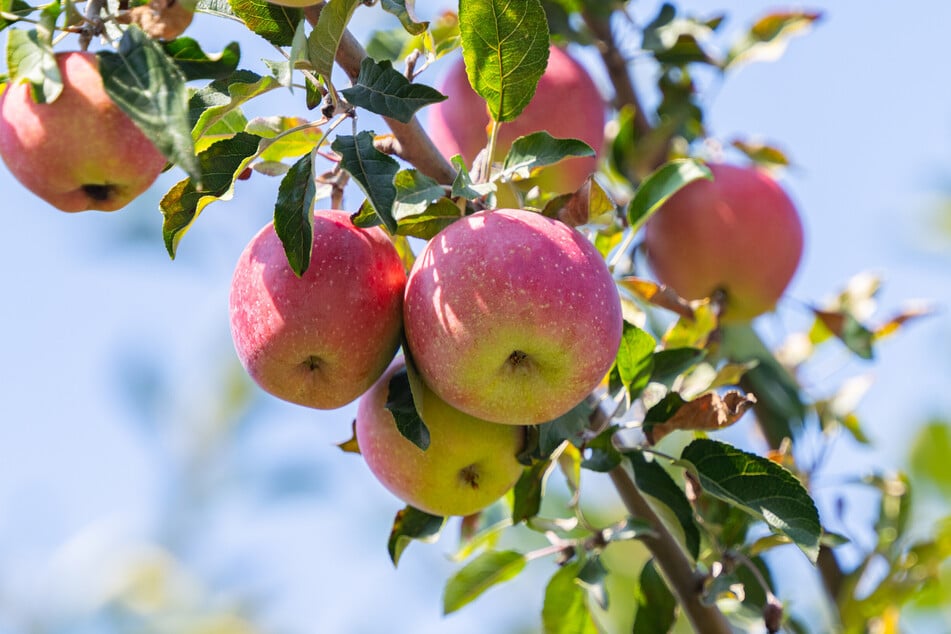 Nicht jeder Baum produziert jedes Jahr Blüten und Früchte. Diese Schwankungen nennen sich Alternanz.