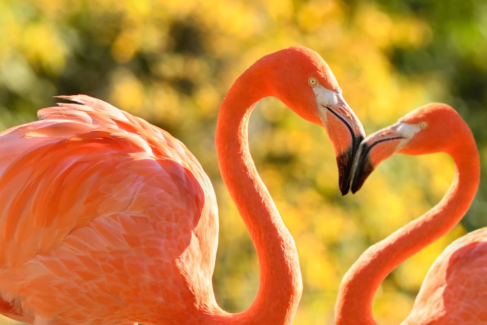 Zum Valentinstag am 14. Februar bieten Zoo und Tierpark Berlin ein besonderes Ausflugsangebot an.