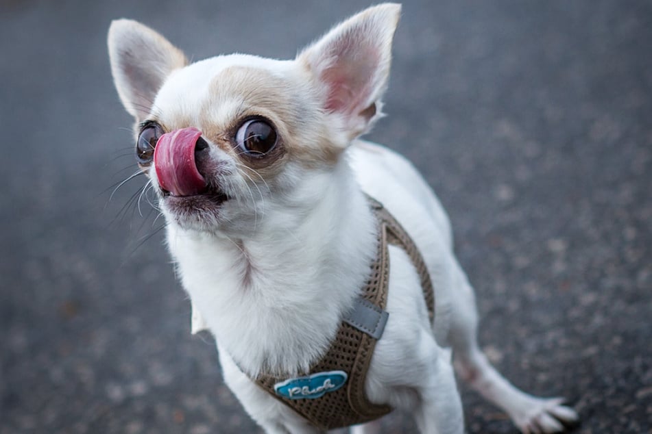 Ein Streit um einen im Internet gekauften Chihuahua ist eskaliert. Die Staatsanwaltschaft musste letztlich eingreifen. (Symbolfoto)