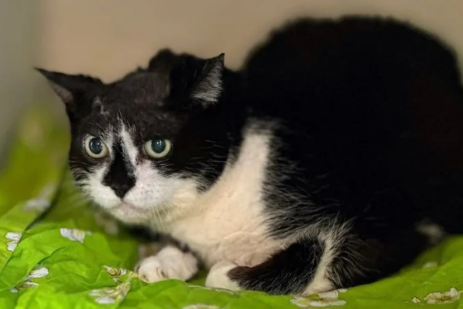 Radieschen landete erneut in den Händen der Bergheimer Tierretter, nachdem sie ihren neuen Besitzern zu scheu gewesen war.