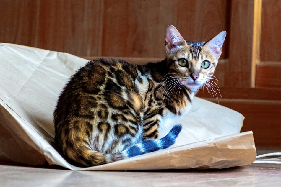 Few cats are as interesting and beautiful as the Bengal.
