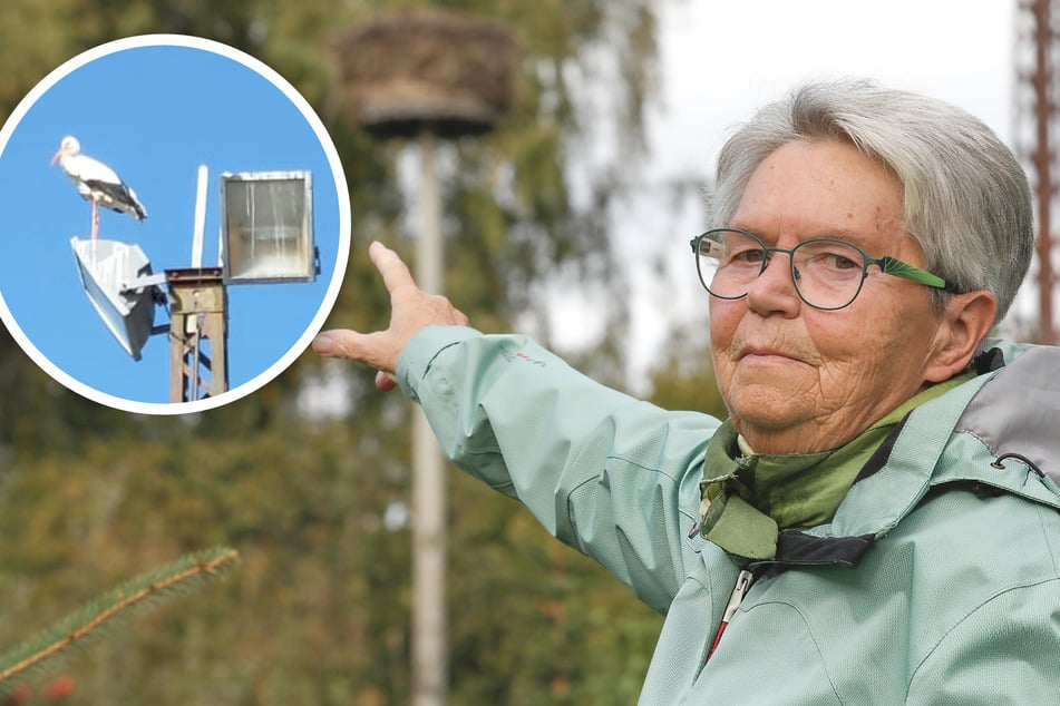 An Gummibändern verendet: Tödliches Storchendrama am Horst