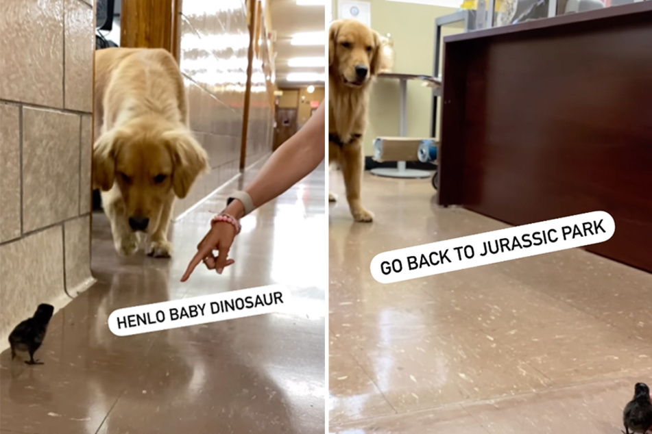 Golden retriever has startling encounter with a baby chick: "Go back to Jurassic Park!"