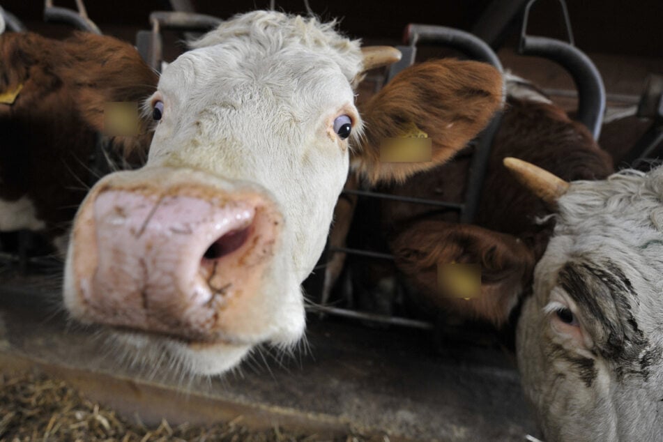 Insgesamt 96 Rinder wurden laut des zuständigen Veterinäramtes unter tierschutzwidrigen Zuständen gehalten. (Symbolbild)