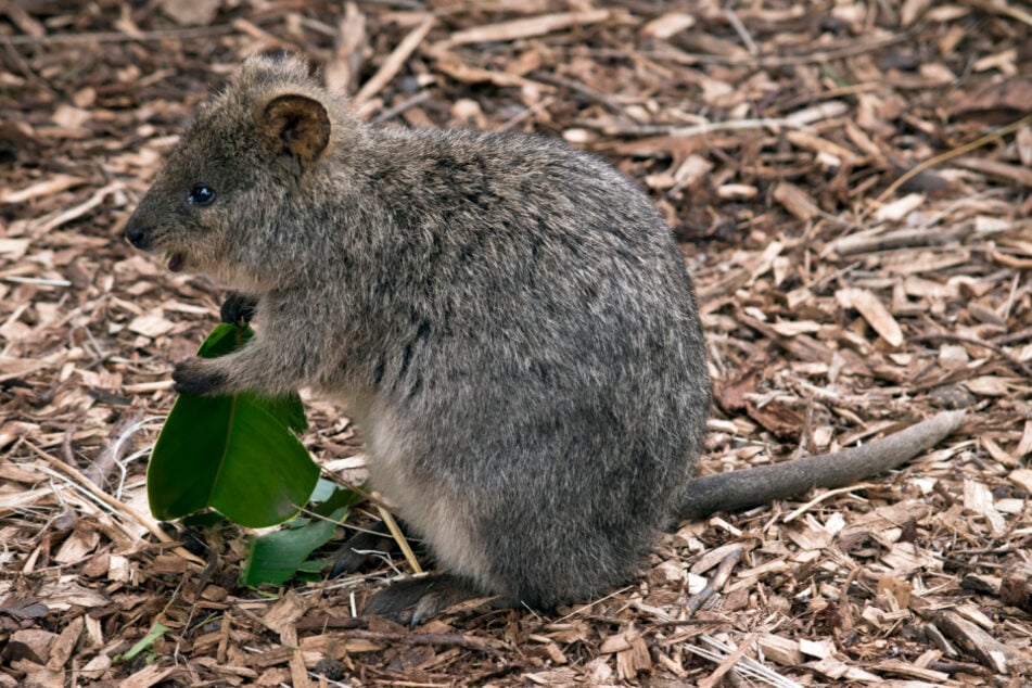 The quokka is a species of marsupial in the kangaroo family.