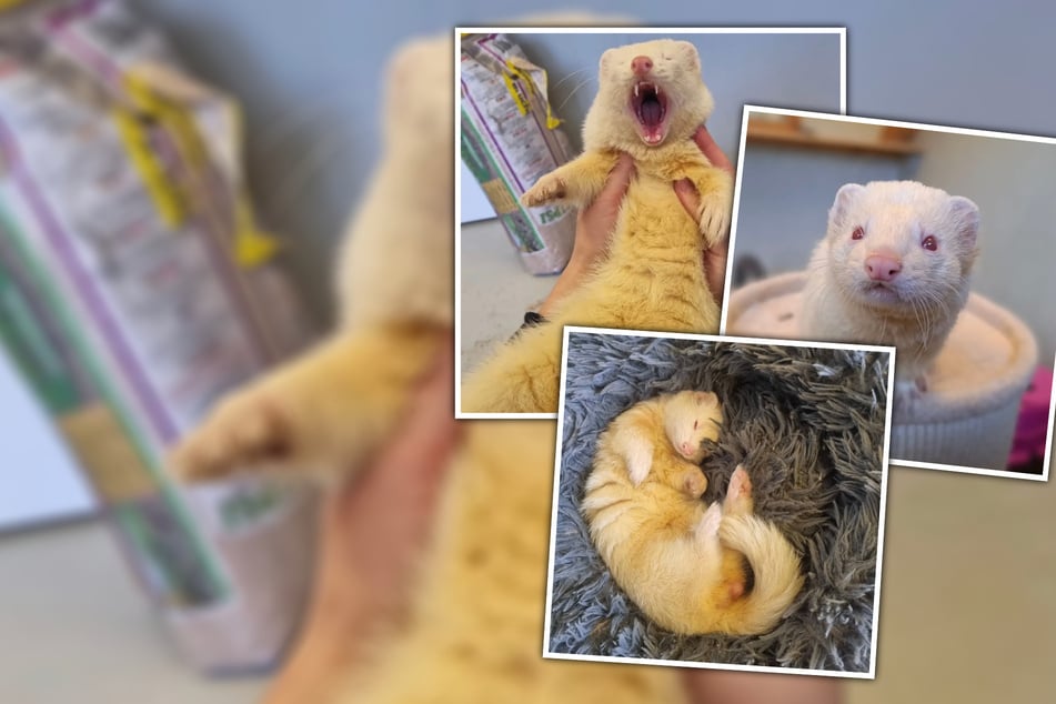 Schneeweiß und zuckersüß: Ungewöhnlicher Tierheimbewohner sucht neues Zuhause