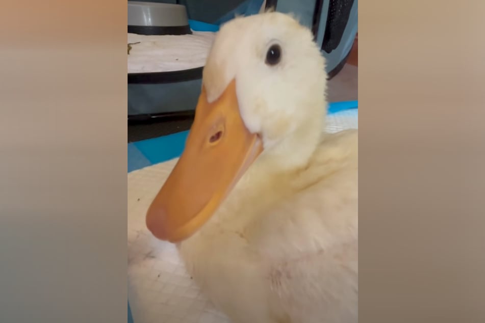 Ente Rudy fühlte sich nach ihrer Rettung endlich wieder wohl.