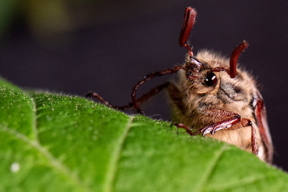 Alle vier Jahre kommt es zum Naturschauspiel der Maikäfer-Massenflüge. Im Hessischen Ried sind dies immer die Jahre mit einer Fußball-Weltmeisterschaft.