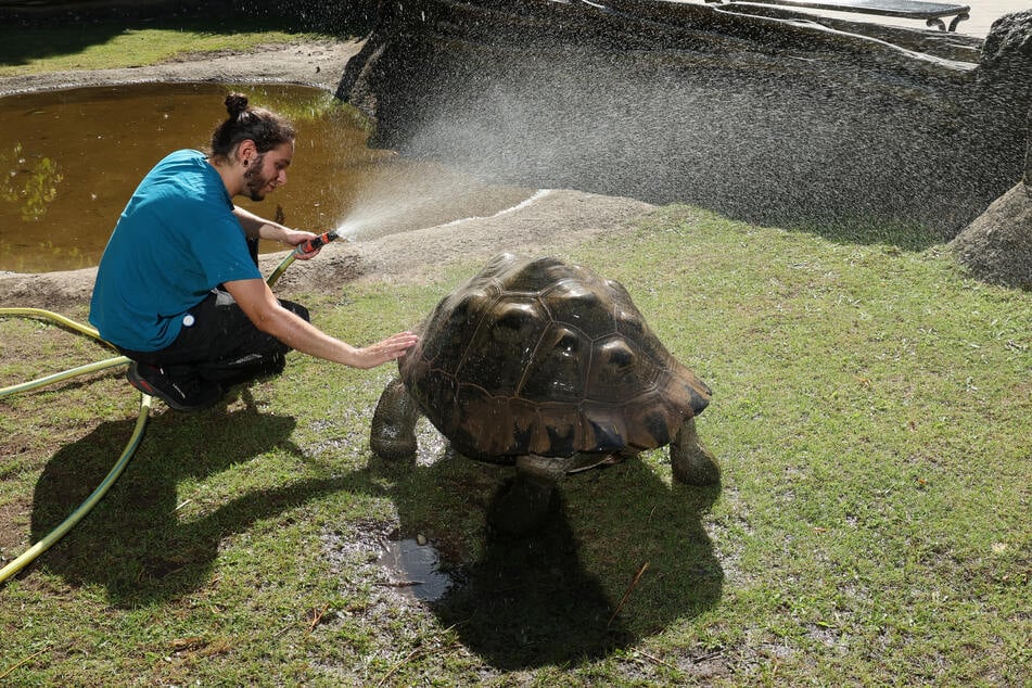 Die Galapagos-Riesenschildkröte "Isabela" erhält von Tierpfleger Philip Matias im Darwineum in Rostocker Zoo eine Dusche.