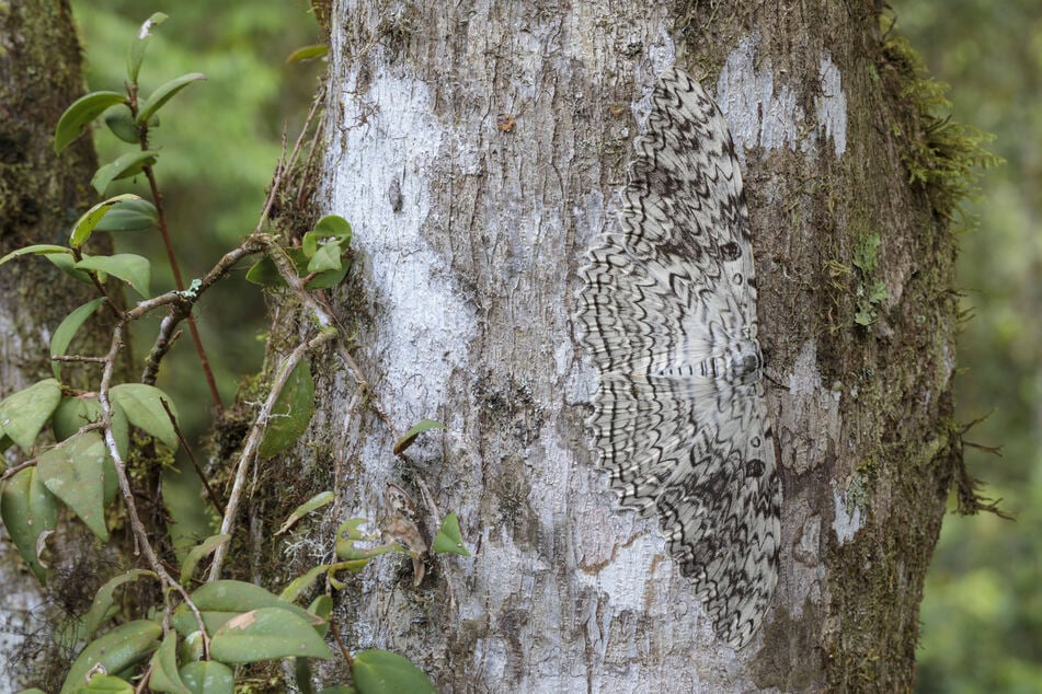 Do you see that giant white triangle? That's the biggest flying insect in the world!