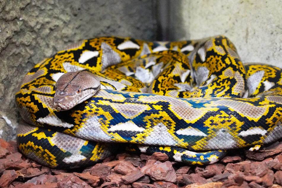 Die wasserliebenden Netzpythons leben in den tropischen Regenwäldern und Sümpfen Südostasiens.