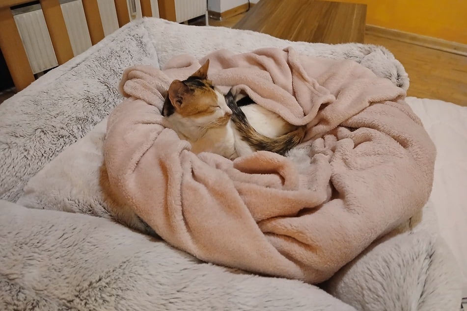 Ein warmes Körbchen und ein stets gefüllter Napf - in ihrem Wiener Zuhause fühlt "Little Mia" sich offensichtlich pudelwohl.