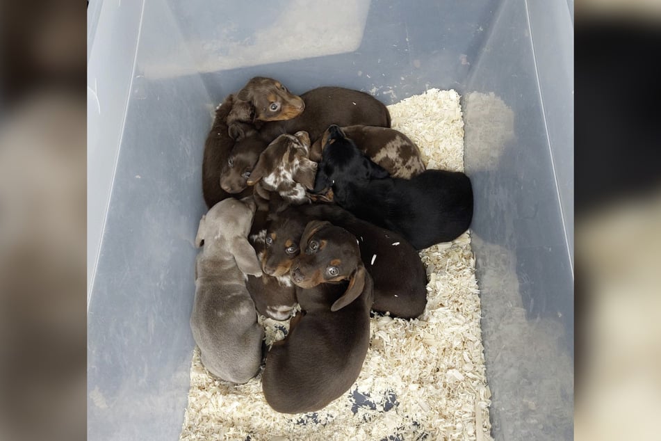 Te osiem szczeniąt jamników zostało zabezpieczone przez policję federalną dopiero pod koniec lutego.