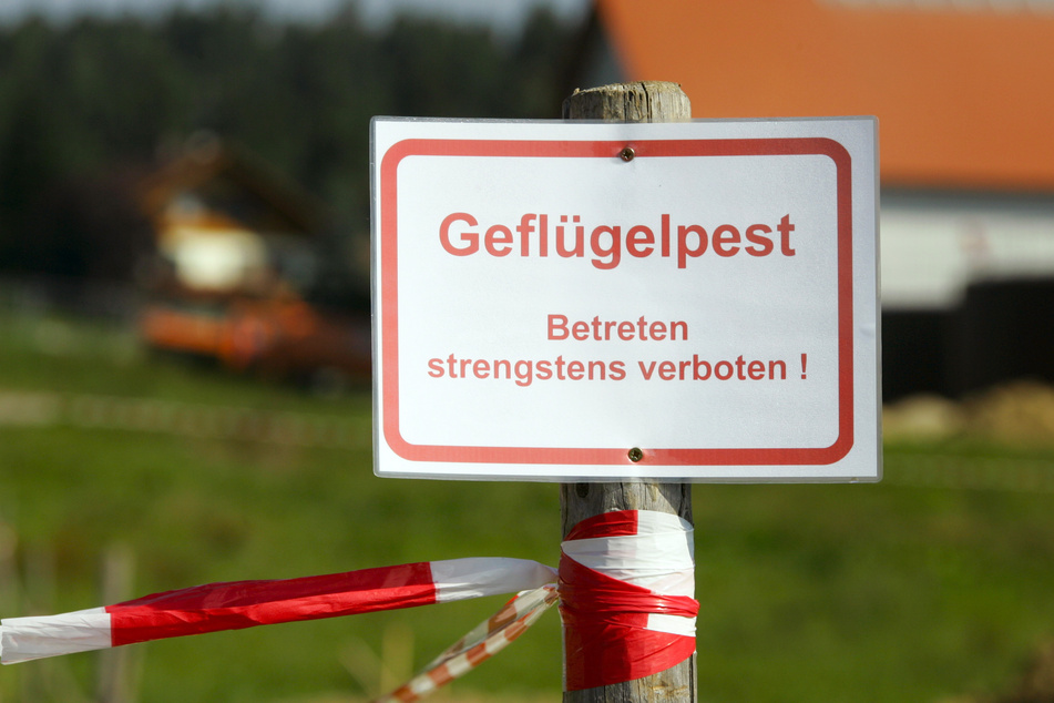 Zum Schutz vor Geflügelpest hat das Landratsamt Plauen den Vogtlandkreis als Risikogebiet ausgewiesen. (Symbolbild)