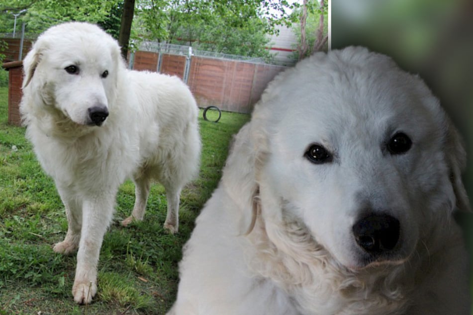 Perro aterriza en el refugio para animales con once años: Ahora Teddy anhela un último hogar