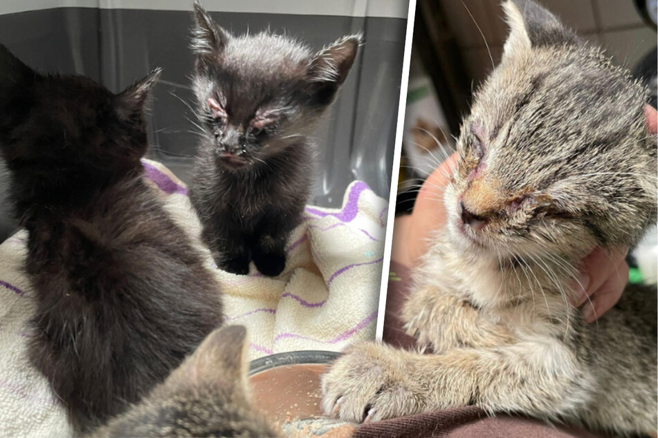 Kleine Katzen in jämmerlichem Zustand gefunden: Was ist mit ihren Augen passiert?