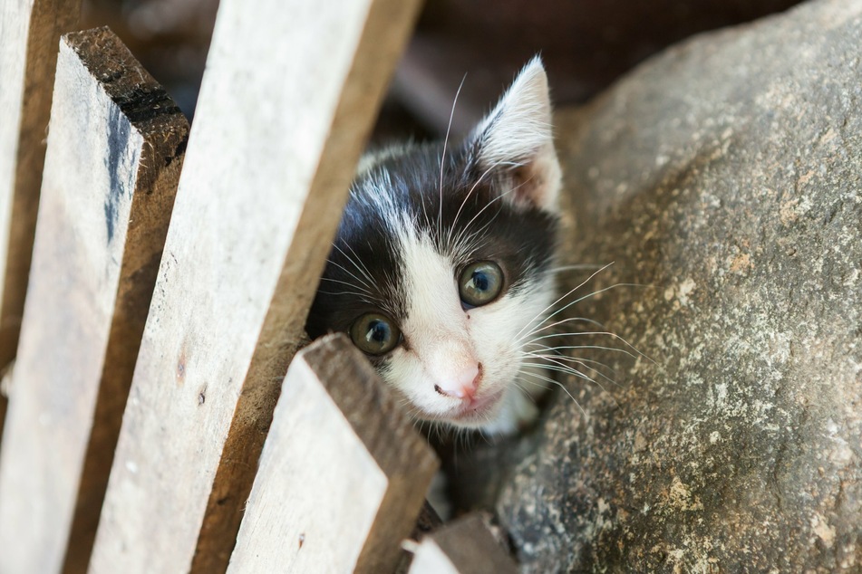 Check out local rules for reporting and keeping stray cats.