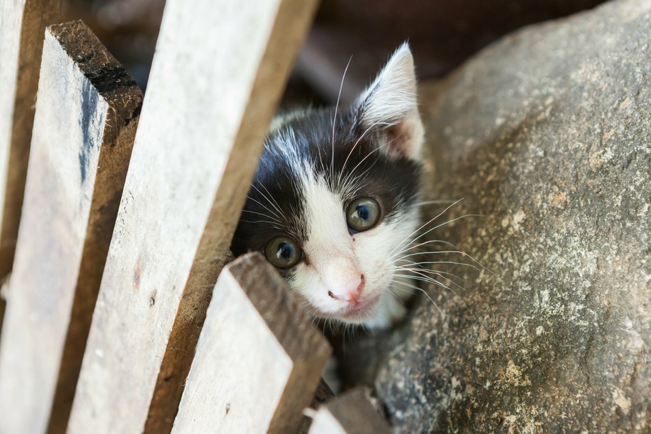 Erst wenn der rechtmäßige Halter der Katze auch ein halbes Jahr nach der Fundmeldung nicht ausfindig gemacht werden konnte, darf der Finder das Tier offiziell behalten.