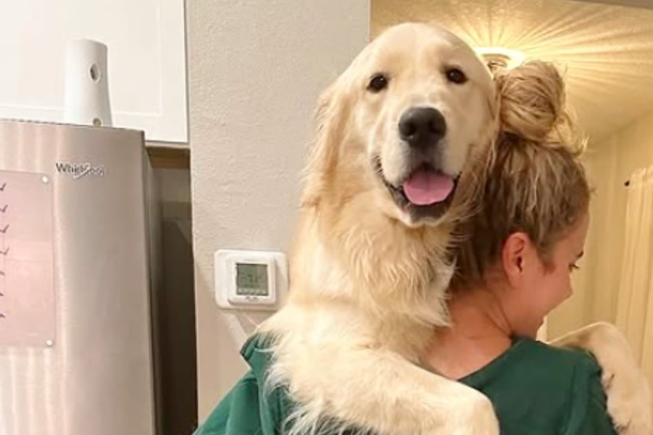 Golden Retriever kehrt an geliebten Ort zurück: Seine Reaktion begeistert so viele