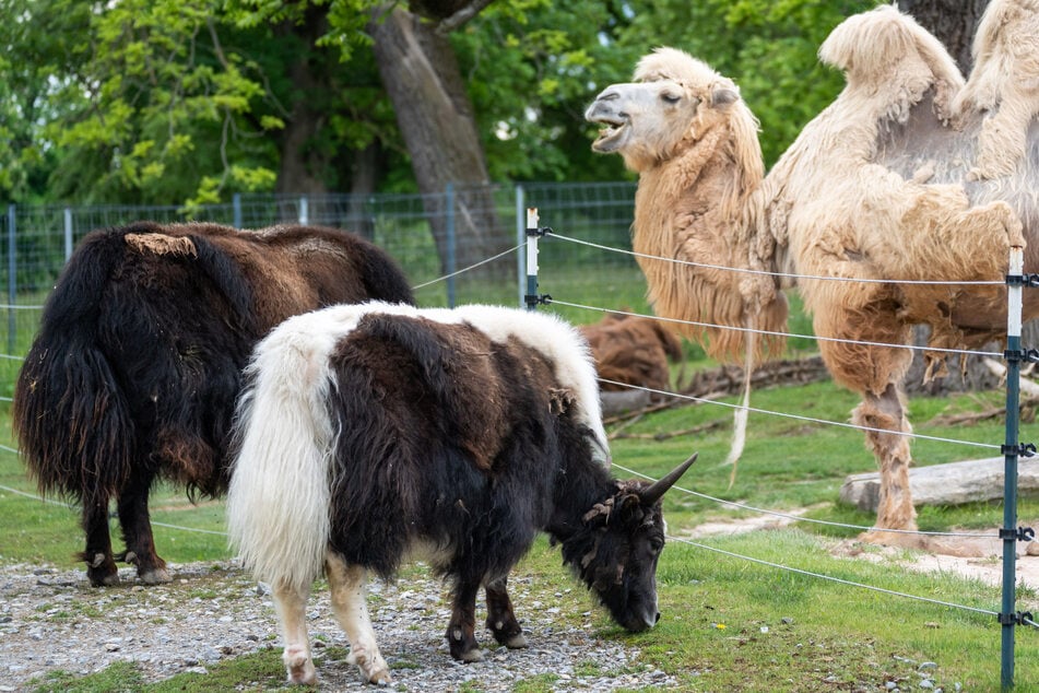 Neugierige Blicke über den Zaun: Flauschiger Zuwachs in der Wilhelma