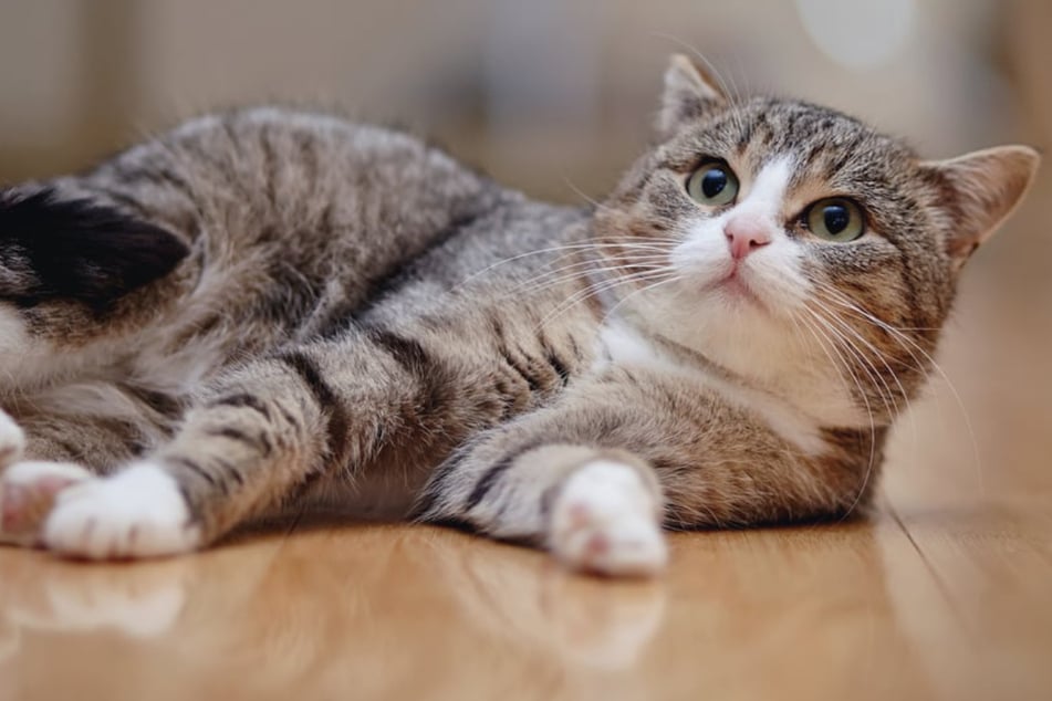 Warum jagt Deine Katze ihren eigenen Schwanz? 6 Gründe für dieses Verhalten