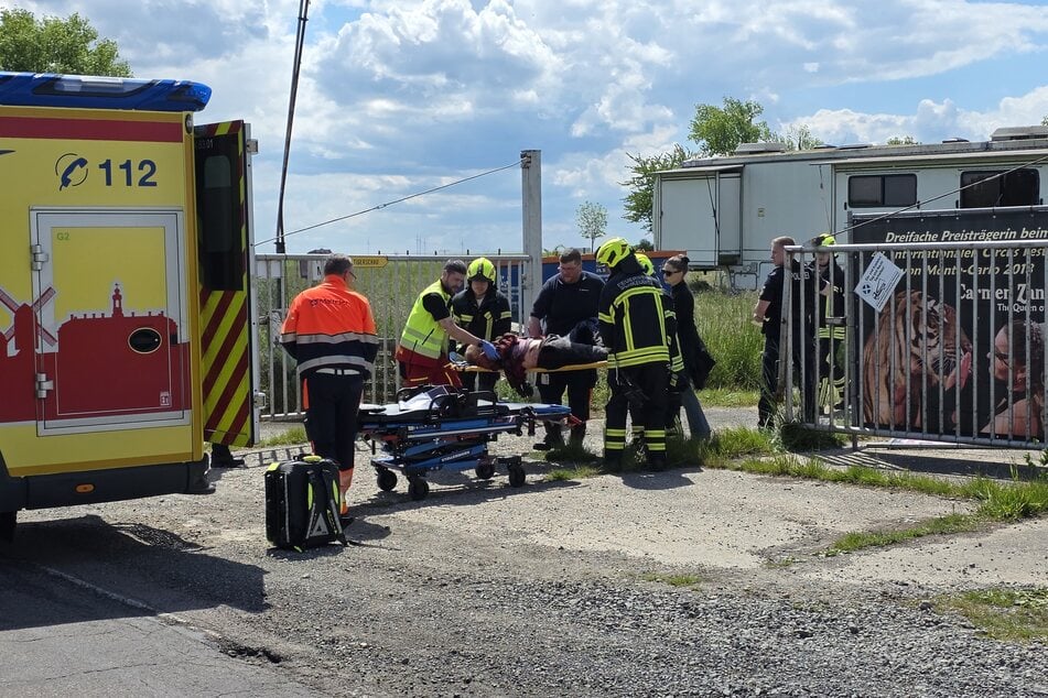 Der Tiger war zuvor aus seinem Gehege auf dem Gelände von "Tiger-Queen" Carmen Zander ausgebrochen. Ein 73-Jähriger wurde dabei schwer verletzt.