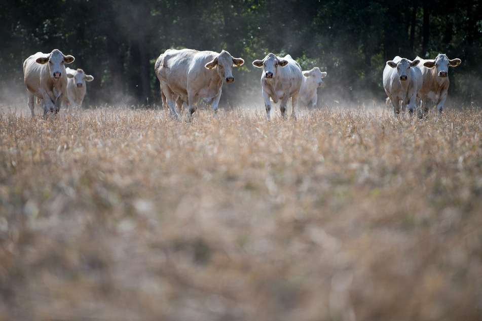 Kühe auf einer trockenen Weide: Dürreperioden sind die andere Facette des Klimawandels.