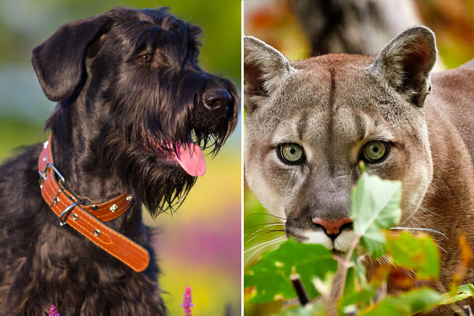 A California family's giant schnauzer was lucky to survive a brutal mountain lion attack!