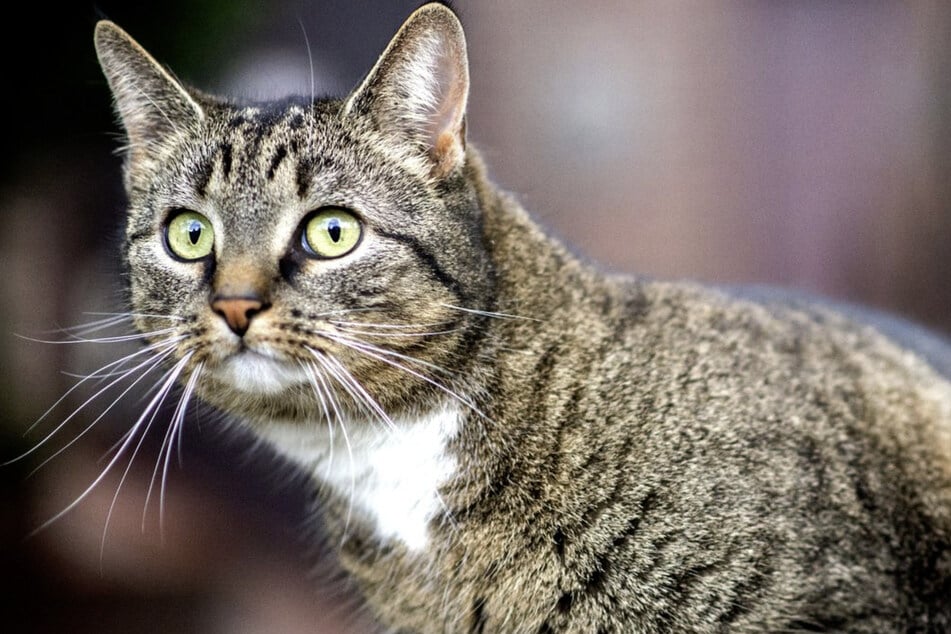 Katze springt aus Korb, und Besitzerin baut Unfall: 40.000 Euro Schaden