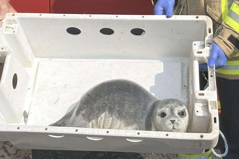 Joven foca errante en la promenade: ¿dónde está la madre?