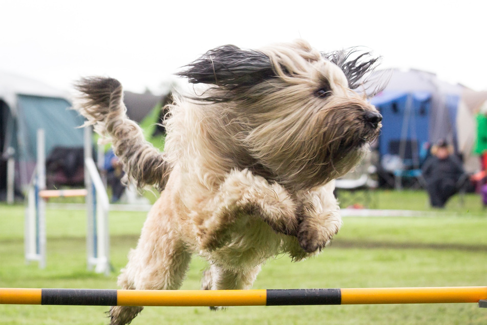 Agility training is typically something to be done outside - but it doesn't have to be.